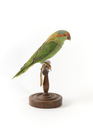 Musk Lorikeet standing on wooden perch facing forward