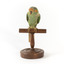 Musk Lorikeet standing on wooden perch facing forward