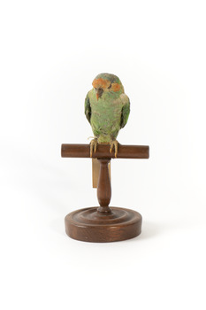 Musk Lorikeet standing on wooden perch facing forward