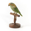 Musk Lorikeet standing on wooden perch facing forward