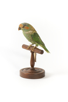Musk Lorikeet standing on wooden perch facing forward