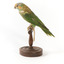 Musk Lorikeet standing on wooden perch facing forward