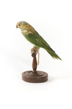 Musk Lorikeet standing on wooden perch facing forward