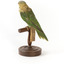 Musk Lorikeet standing on wooden perch facing forward
