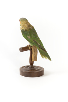 Musk Lorikeet standing on wooden perch facing forward