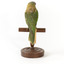 Musk Lorikeet standing on wooden perch facing forward