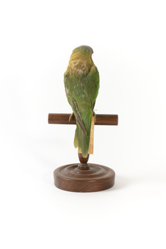 Musk Lorikeet standing on wooden perch facing forward