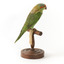 Musk Lorikeet standing on wooden perch facing forward