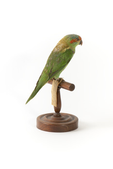 Musk Lorikeet standing on wooden perch facing forward