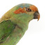 Musk Lorikeet standing on wooden perch facing forward