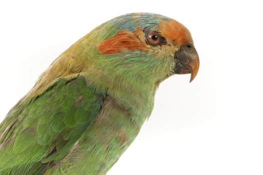 Musk Lorikeet standing on wooden perch facing forward