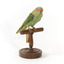 Musk Lorikeet standing on wooden perch facing forward