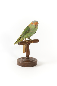 Musk Lorikeet standing on wooden perch facing forward