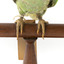 Musk Lorikeet standing on wooden perch facing forward