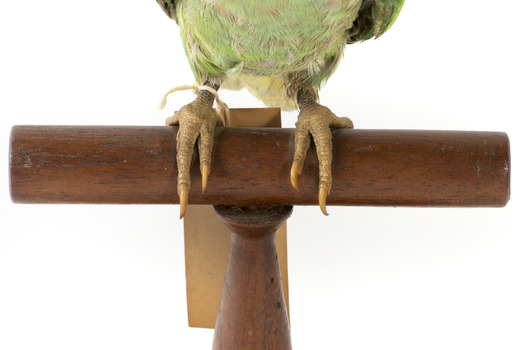 Musk Lorikeet standing on wooden perch facing forward