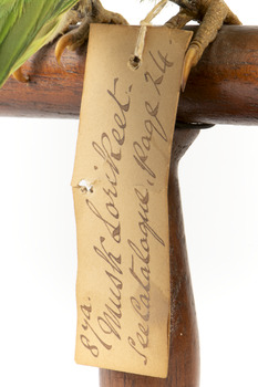 Musk Lorikeet standing on wooden perch facing forward