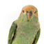Musk Lorikeet standing on wooden perch facing forward