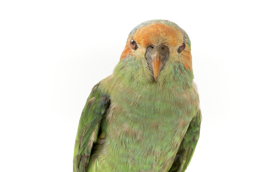 Musk Lorikeet standing on wooden perch facing forward