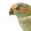 Musk Lorikeet standing on wooden perch facing forward