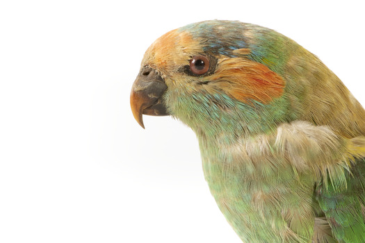 Musk Lorikeet standing on wooden perch facing forward