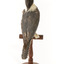 Belted Kingfisher standing on wooden perch facing forward