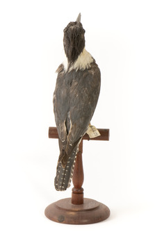 Belted Kingfisher standing on wooden perch facing forward