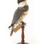 Belted Kingfisher standing on wooden perch facing forward