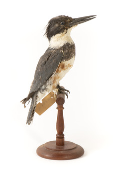 Belted Kingfisher standing on wooden perch facing forward