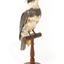 Belted Kingfisher standing on wooden perch facing forward
