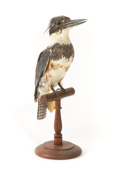 Belted Kingfisher standing on wooden perch facing forward