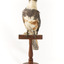 Belted Kingfisher standing on wooden perch facing forward