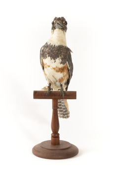 Belted Kingfisher standing on wooden perch facing forward