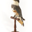 Belted Kingfisher standing on wooden perch facing forward