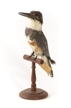 Belted Kingfisher standing on wooden perch facing forward