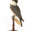 Belted Kingfisher standing on wooden perch facing forward