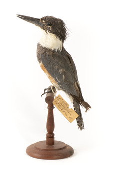 Belted Kingfisher standing on wooden perch facing forward