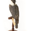 Belted Kingfisher standing on wooden perch facing forward