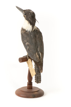 Belted Kingfisher standing on wooden perch facing forward