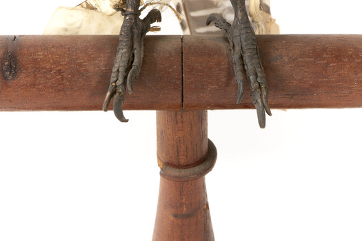 Belted Kingfisher standing on wooden perch facing forward