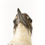 Belted Kingfisher standing on wooden perch facing forward
