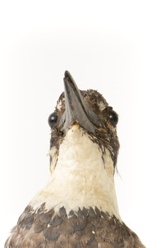 Belted Kingfisher standing on wooden perch facing forward
