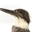 Belted Kingfisher standing on wooden perch facing forward