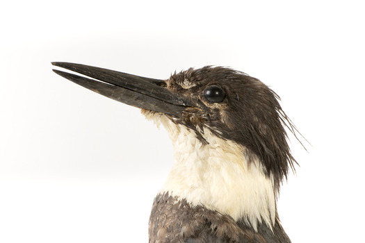 Belted Kingfisher standing on wooden perch facing forward