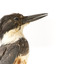 Belted Kingfisher standing on wooden perch facing forward