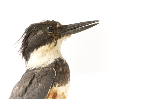 Belted Kingfisher standing on wooden perch facing forward