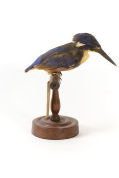 Azure Kingfisher standing on wooden perch facing forward