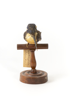 Azure Kingfisher standing on wooden perch facing forward