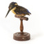 Azure Kingfisher standing on wooden perch facing forward
