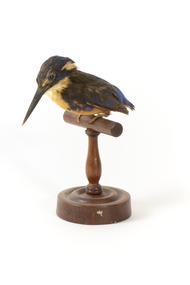 Azure Kingfisher standing on wooden perch facing forward