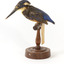 Azure Kingfisher standing on wooden perch facing forward